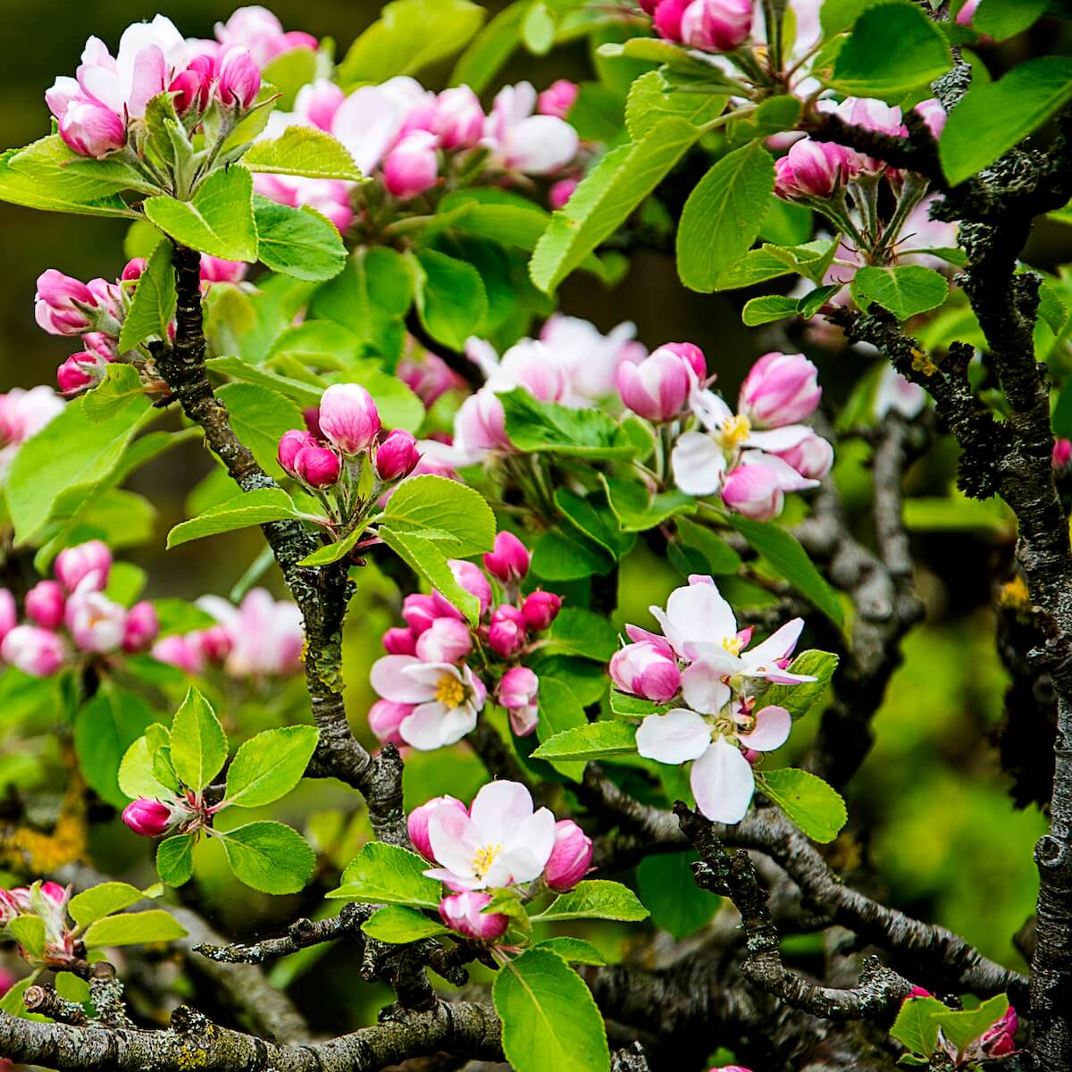Apple James Grieve Flowering in the Spring