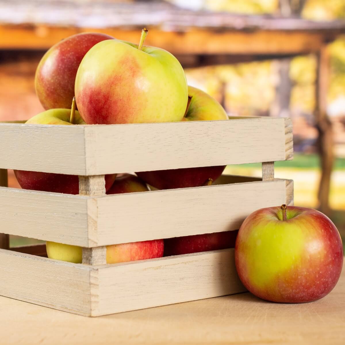 Apple James Grieve Ripe fruit in a Wooden Box