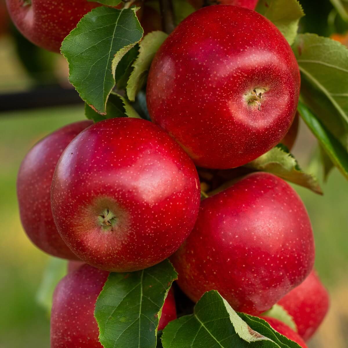 Apple Katy Apples Ripening on the Tree Apple Katy Apples Ripening on the Tree