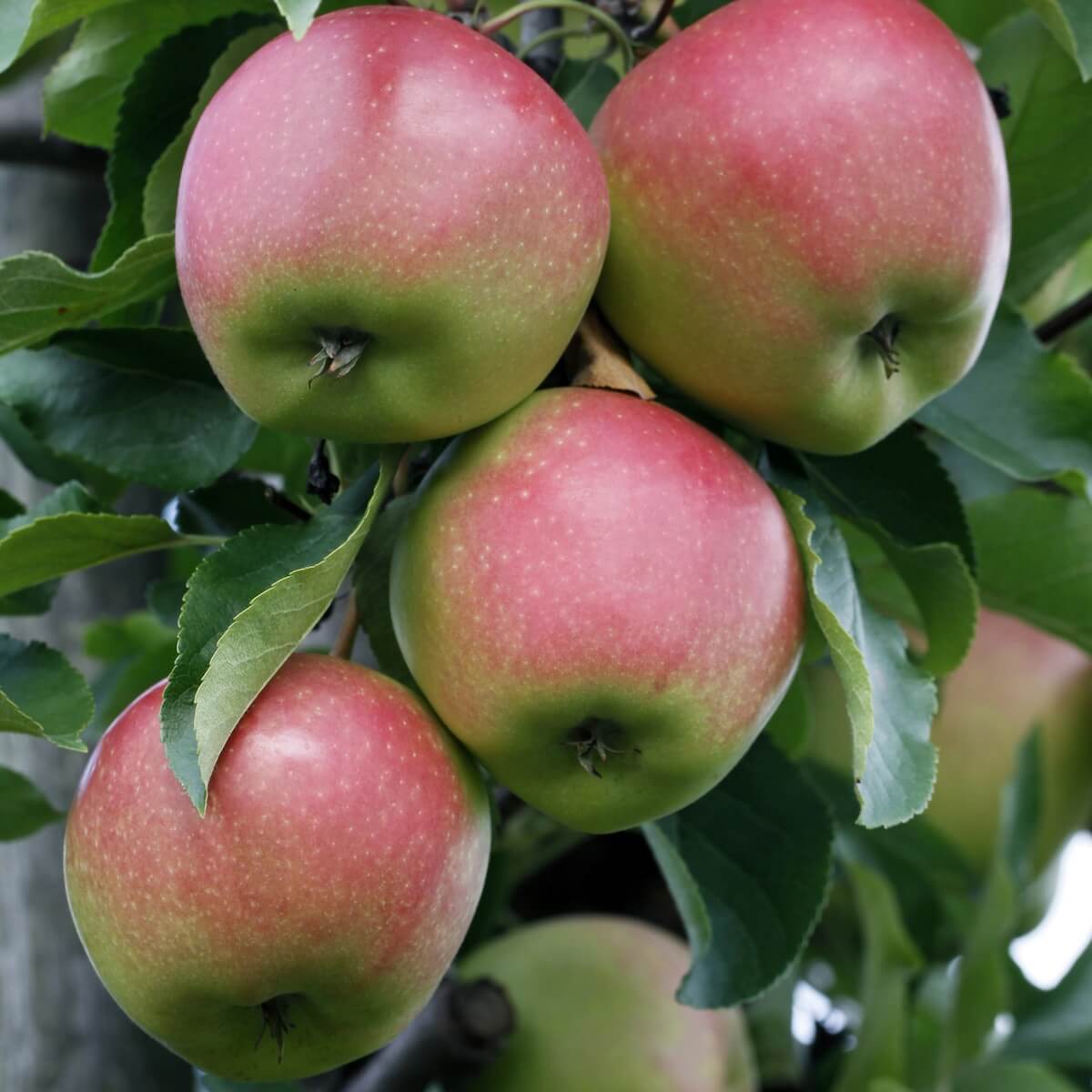 Apple Laxton's Superb Fruit Ripening on the Tree Apple Laxton's Superb Fruit Ripening on the Tree