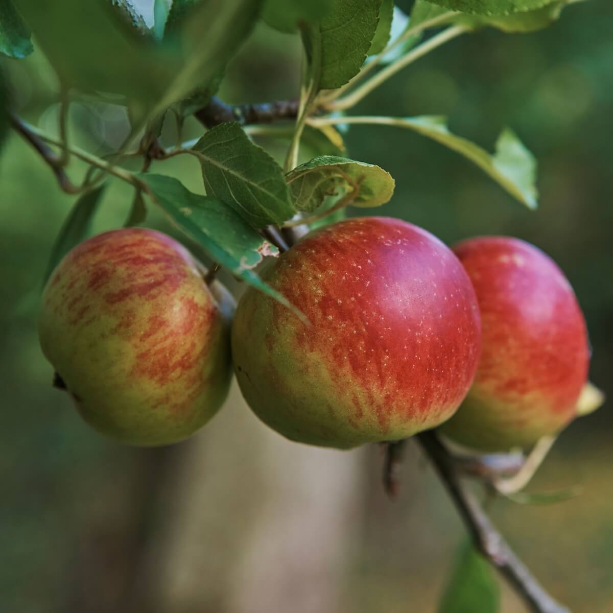 Apple Lord Lambourne Fruit Ripening on the Tree Apple Lord Lambourne Fruit Ripening on the Tree