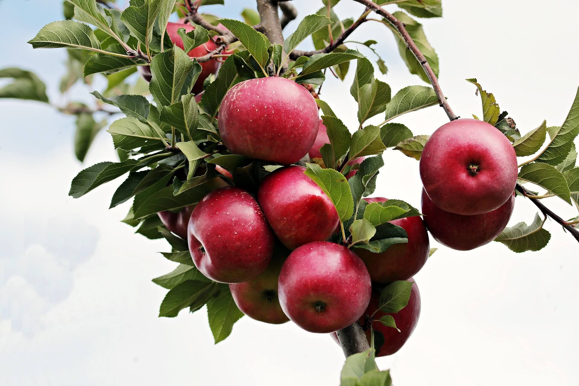 Apple Queen Cox Apples Ripening on the Tree Apple Queen Cox Apples Ripening on the Tree