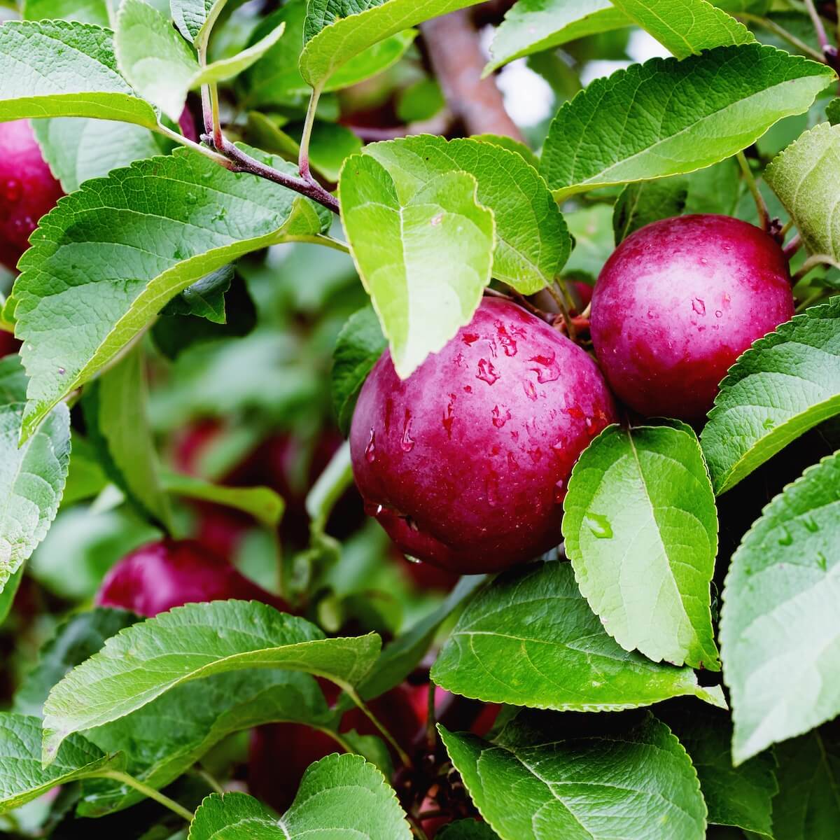Apple Spartan Apples Ripening on the Tree