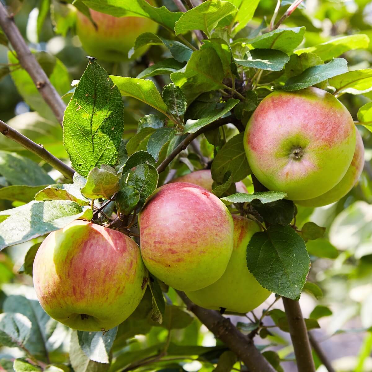 Apple Sunset Fruit Ripening on the Tree Apple Sunset Fruit Ripening on the Tree