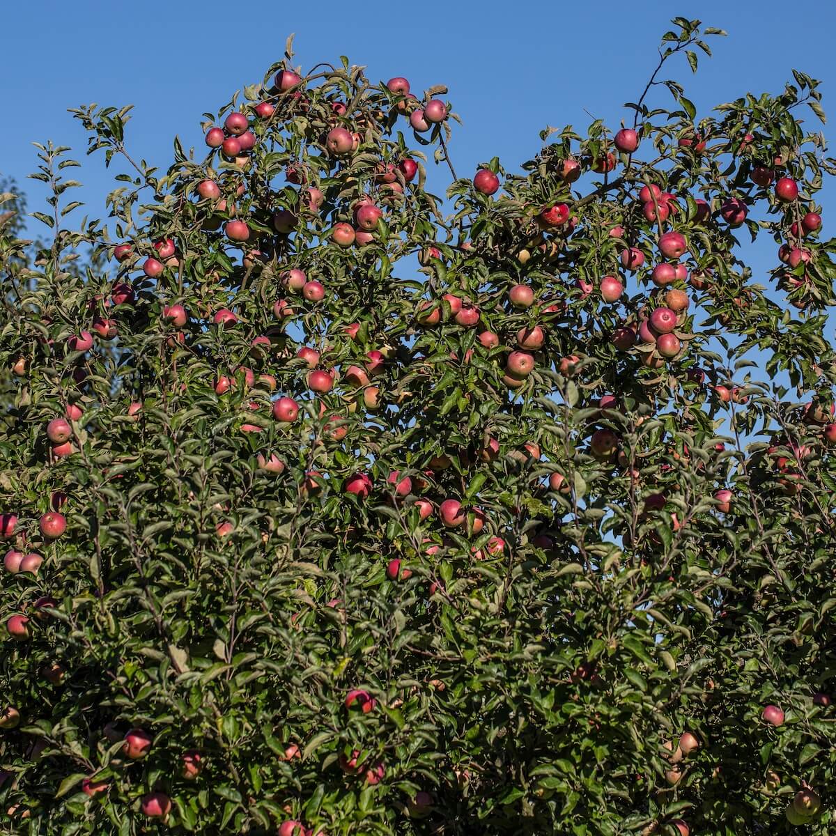 Apple Tree with Red Ripe Fruit