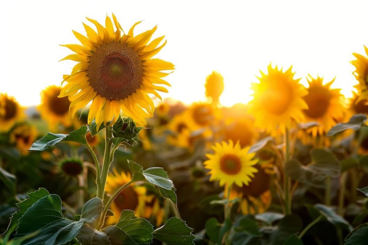Blooming Sunflowers with Sunset Background Sunlight Hours Estimator
