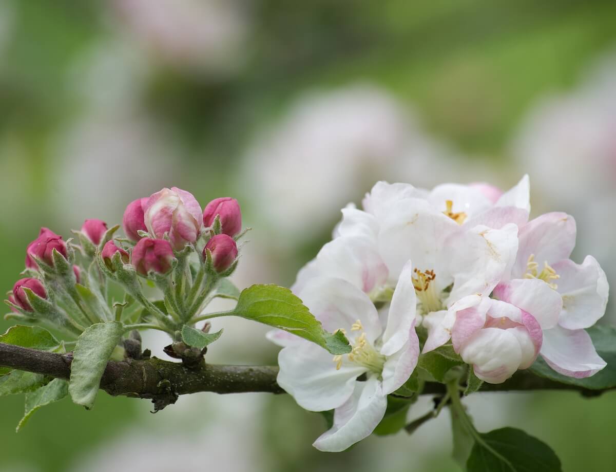Apple Pollination Groups Flowering Apple Tree with Flowers at Different Stages of Development