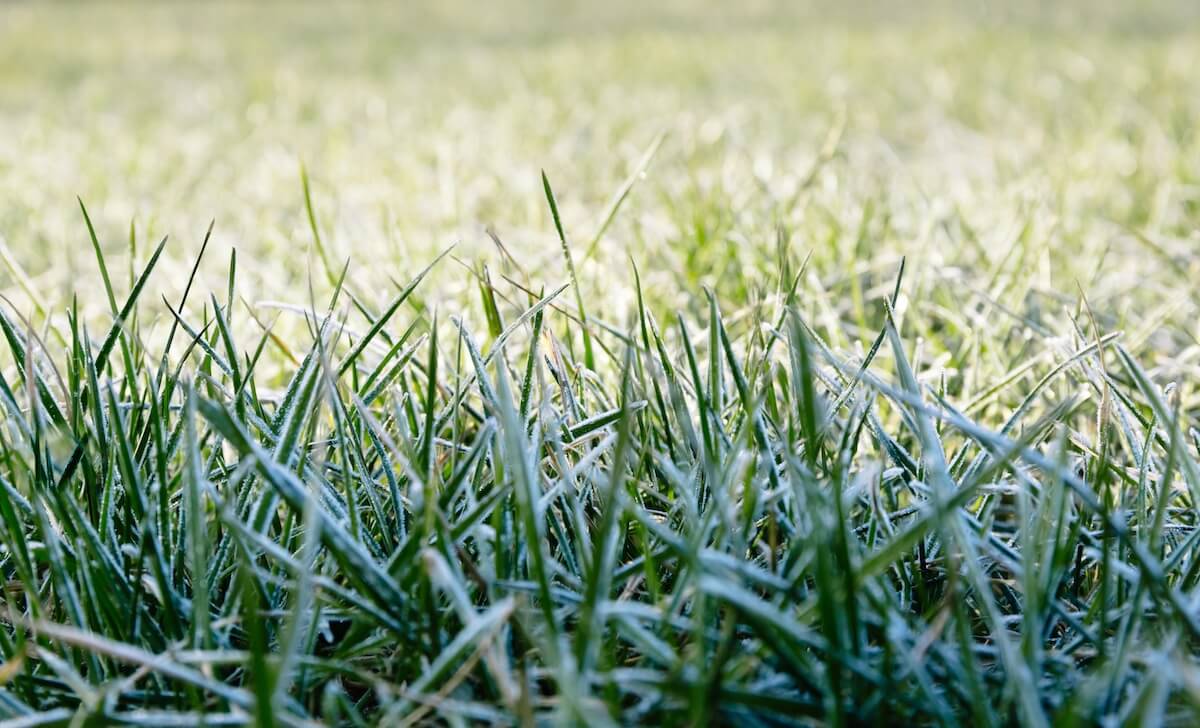 Frost on the Lawn in the Morning Last Frost Estimator