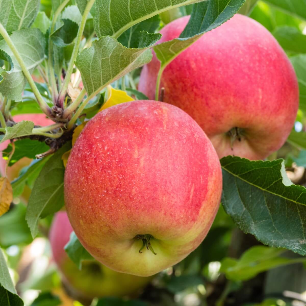 Apple Gala Fruit Ripening on the Tree
