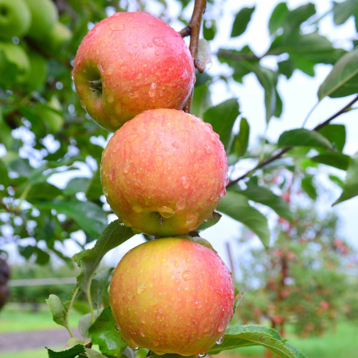 Apple Gala Fruit Ripening on the Tree