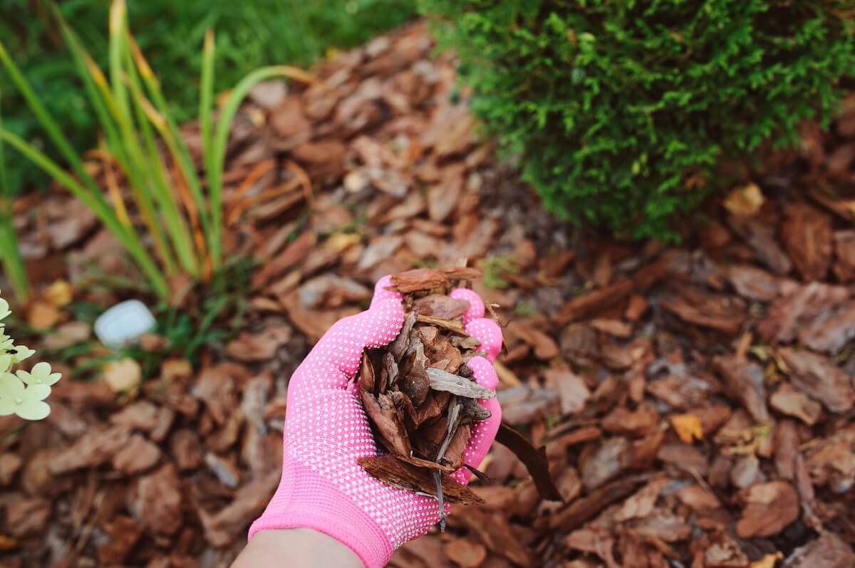 Pine Bark Mulch being Applied to the Garden Mulch Calculator 