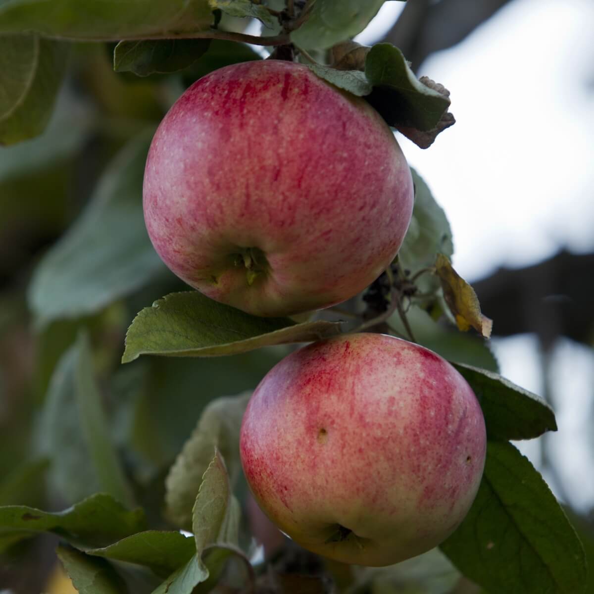 Apple Ellison's Orange Fruit Ripening on the Tree Apple Ellison's Orange Fruit Ripening on the Tree