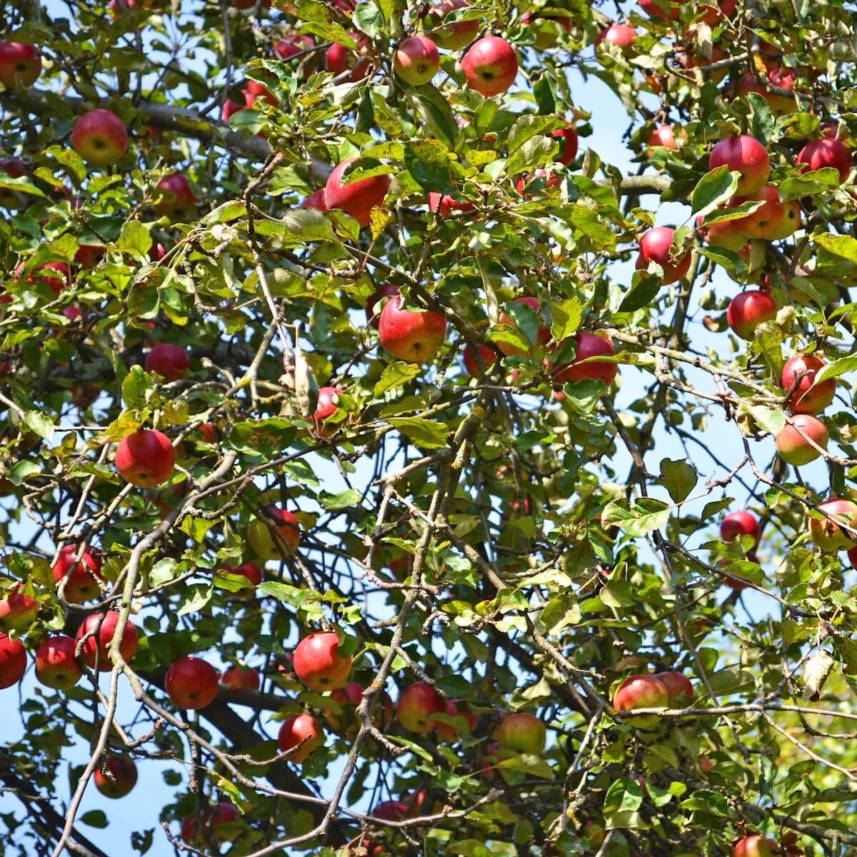 Apple Howgate Wonder Fruit Ripening on the Tree Apple Howgate Wonder Fruit Ripening on the Tree