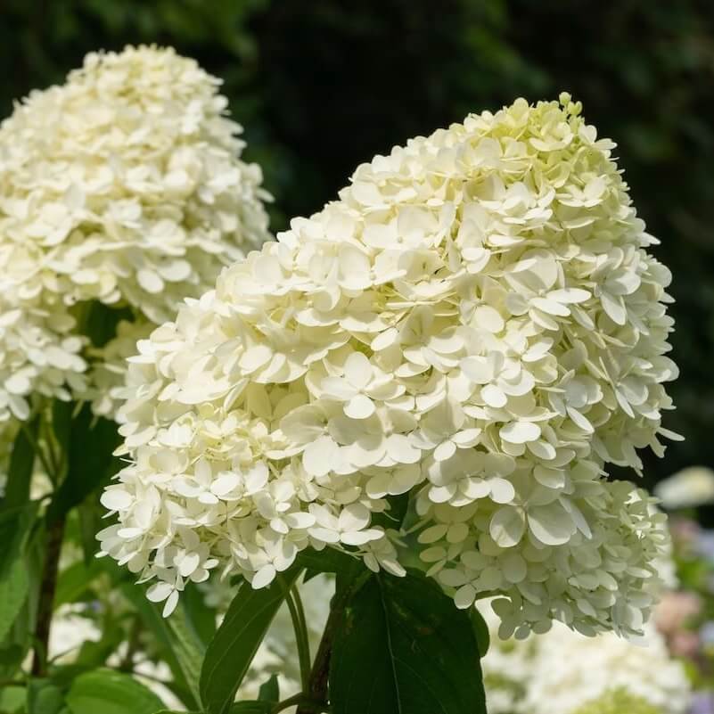 Hydrangea paniculata Limelight Flowers Close Up Cropped