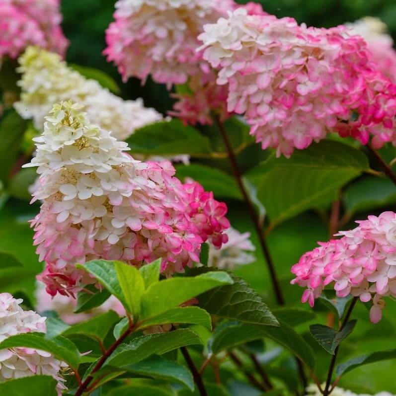 Hydrangea paniculata Vanille Fraise Flowering Cropped
