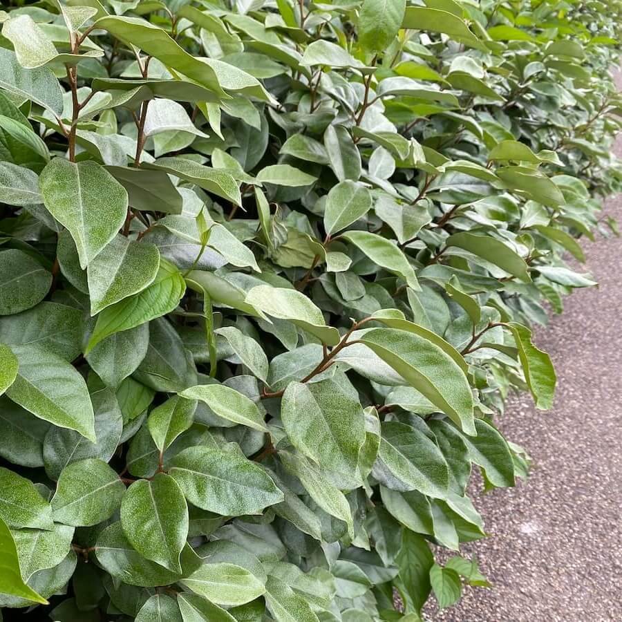 Elaeagnus x ebbingei Hedge Cropped