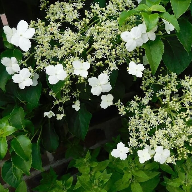 Hydrangea petiolaris Flowering Hydrangea petiolaris Flowering