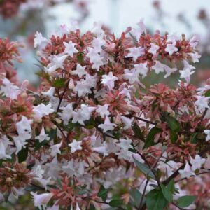 Abelia x grandiflora