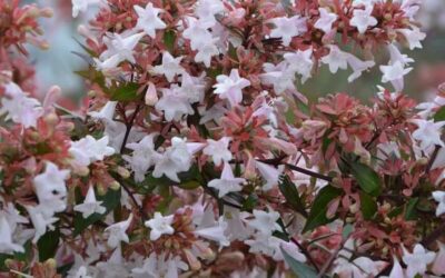 Abelia x grandiflora