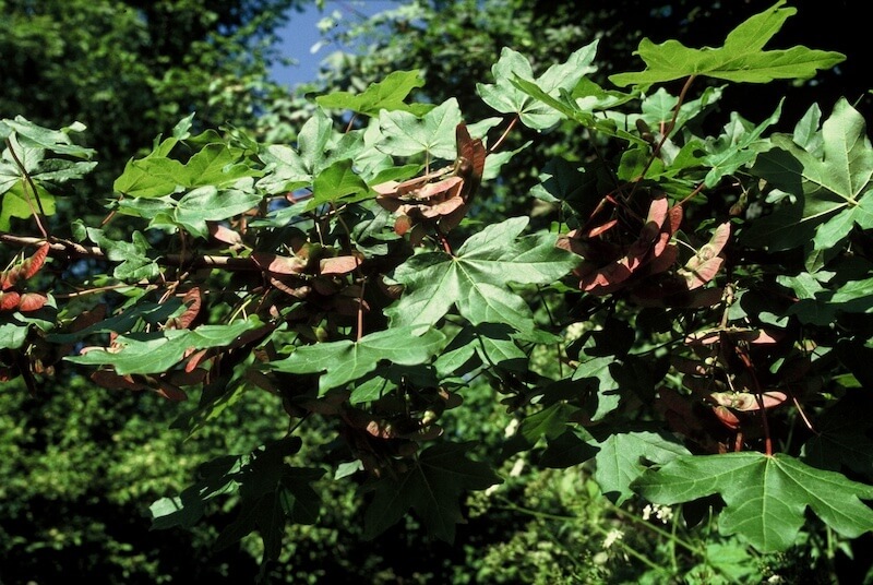 Acer campestre Foliage Acer campestre Foliage