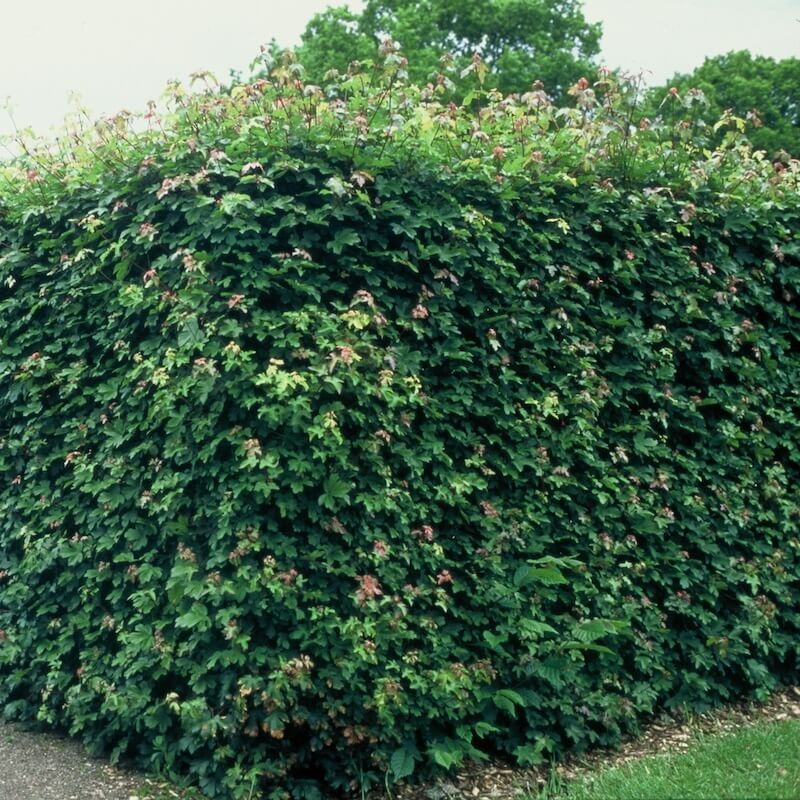 Acer campestre Hedge Cropped Acer campestre Hedge Cropped