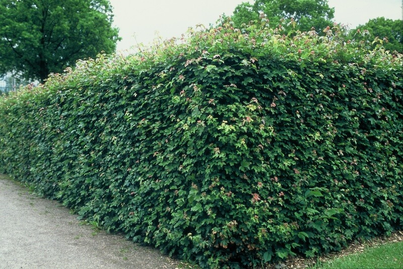Acer campestre Hedge Acer campestre Hedge