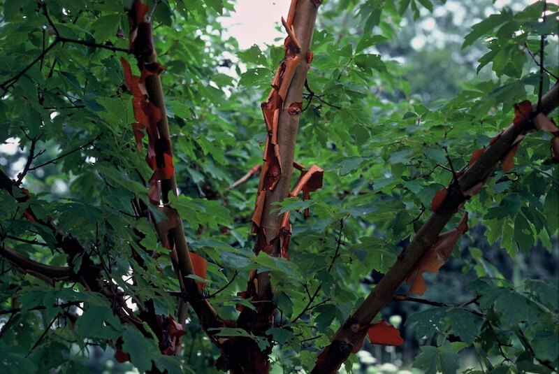 Acer griseum Paperbark Maple Peeling Bark Acer griseum Paperbark Maple Peeling Bark