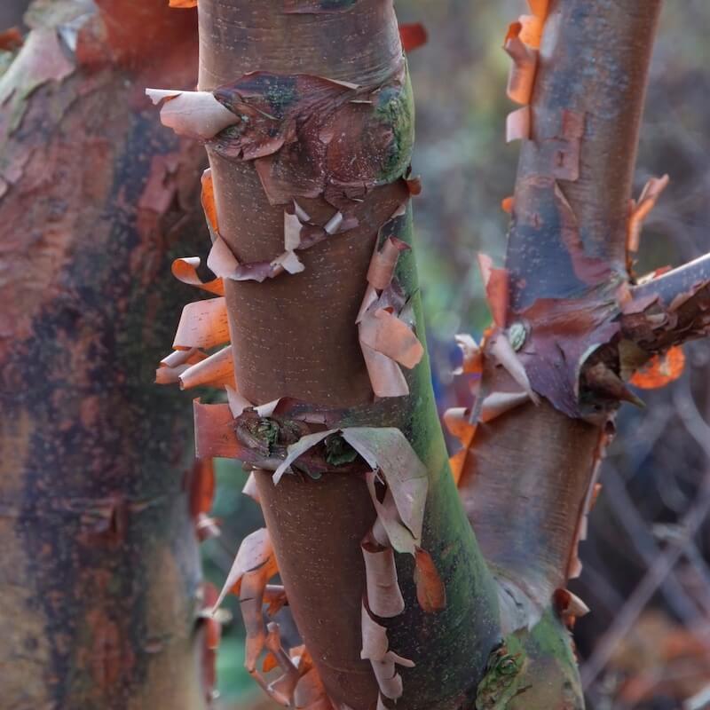 Acer griseum Paperbark Maple Acer griseum Paperbark Maple