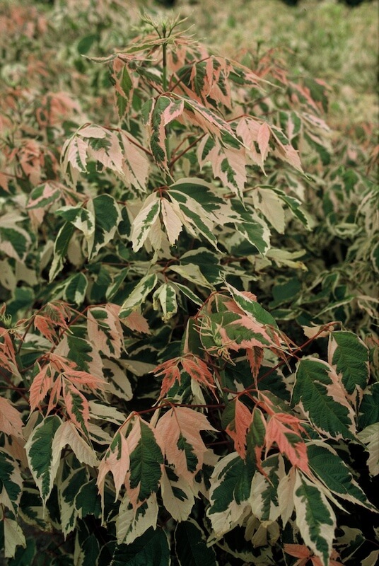 Acer negundo Flamingo New Foliage Close Up Acer negundo Flamingo New Foliage Close Up
