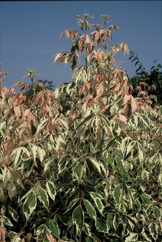 Acer negundo Flamingo New Pink Foliage Acer negundo Flamingo New Pink Foliage