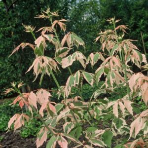 Acer negundo Flamingo