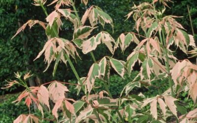 Acer negundo Flamingo