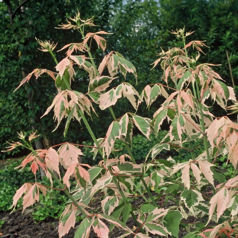 Acer negundo Flamingo Pink and Green Foliage Acer negundo Flamingo Pink and Green Foliage