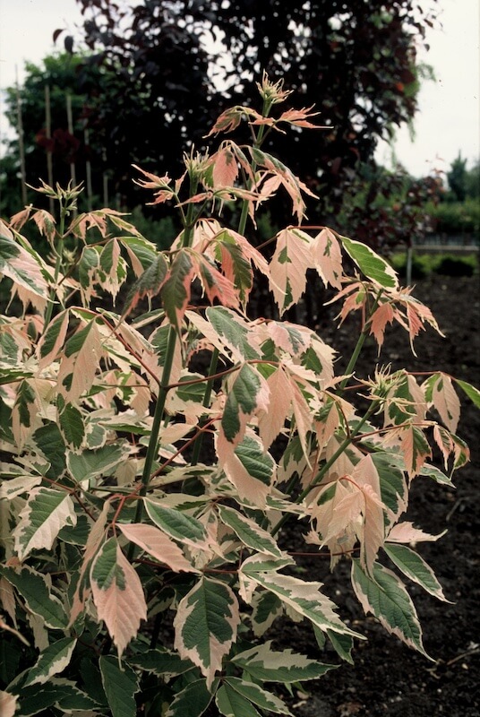 Acer negundo Flamingo Young Tree Acer negundo Flamingo Young Tree