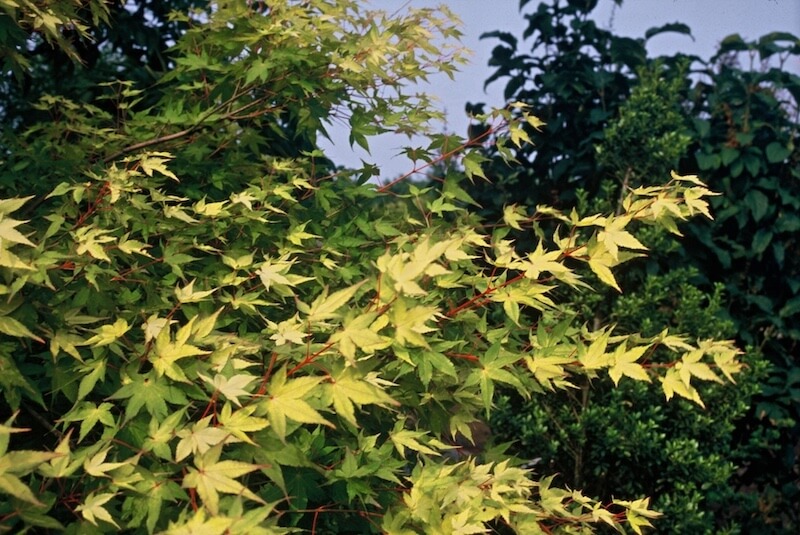 Acer palmatum Aureum Golden Foliage