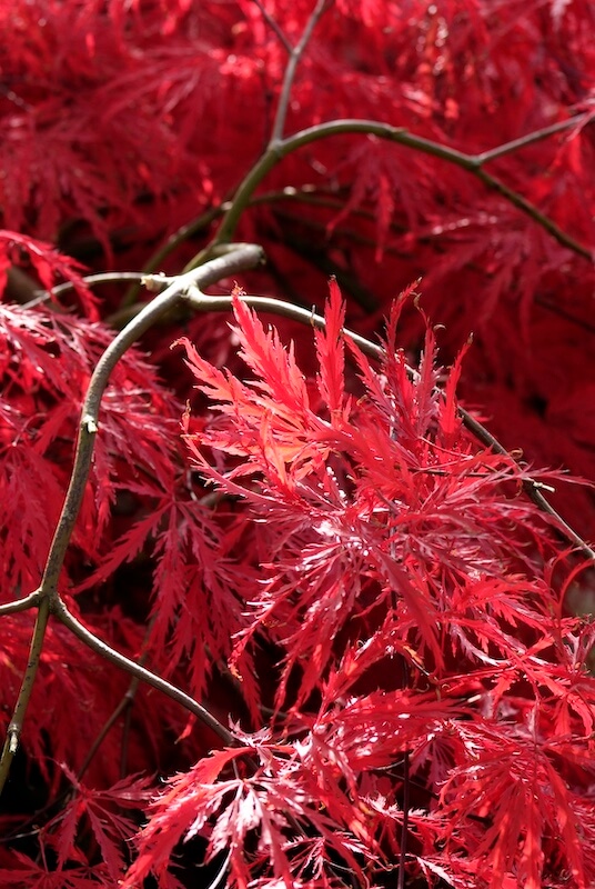 Acer palmatum Dissectum Garnet Foliage Close Up Acer palmatum Dissectum Garnet Foliage Close Up