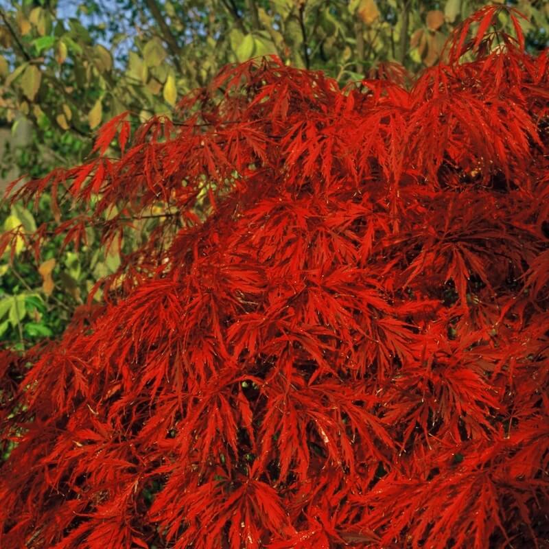 Acer palmatum Inaba Shidare Red Foliage Close Up Acer palmatum Inaba Shidare Red Foliage Close Up
