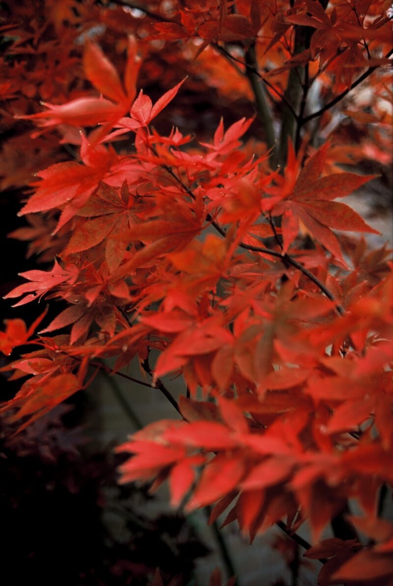 Acer palmatum Osakazuki Red Autumn Foliage Acer palmatum Osakazuki Red Autumn Foliage