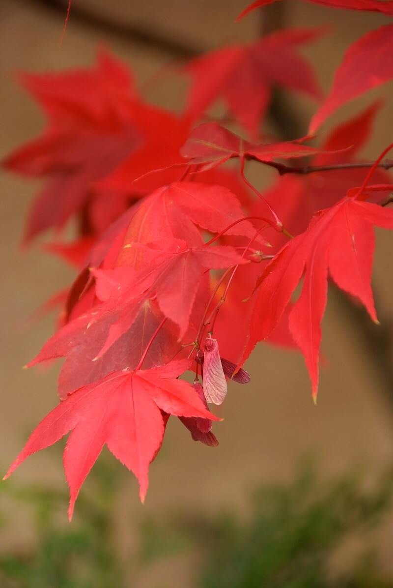 Acer palmatum Osakazuki Red Foliage and Fruit Acer palmatum Osakazuki Red Foliage and Fruit