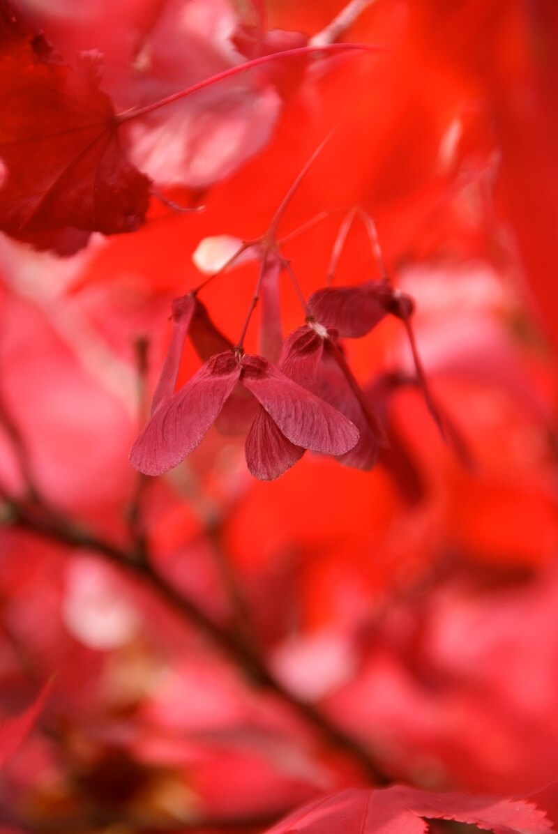 Acer palmatum Osakazuki Red Fruit and Foliage in the Autumn Acer palmatum Osakazuki Red Fruit and Foliage in the Autumn