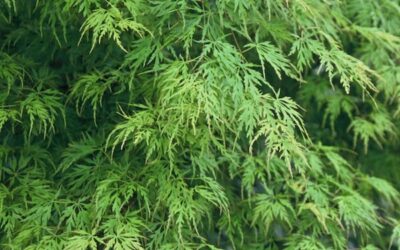 Acer Palmatum Seiryu