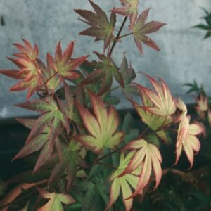 Acer Palmatum Tsuma Gaki