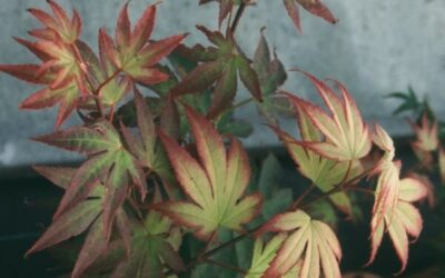 Acer Palmatum Tsuma Gaki