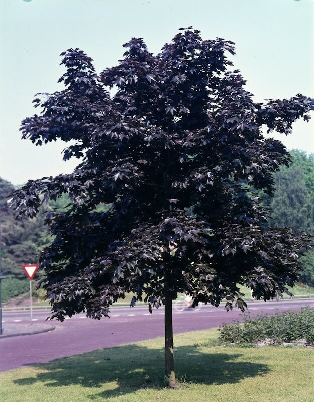 Acer platanoides Crimson King Mature Specimen Acer platanoides Crimson King Mature Specimen