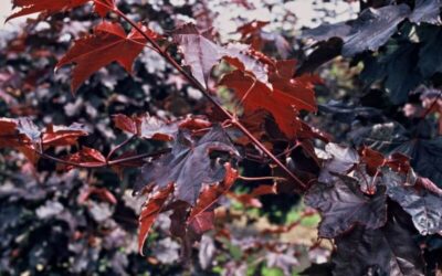 Acer platanoides Crimson King