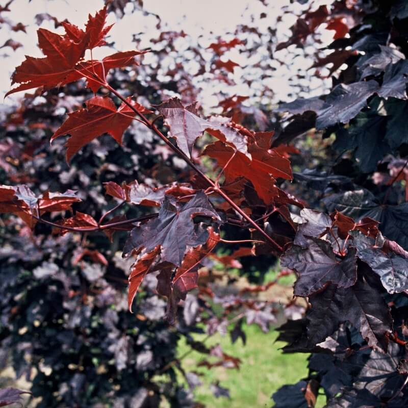 Acer platanoides Crimson King Purple Foliage Close Up Acer platanoides Crimson King Purple Foliage Close Up