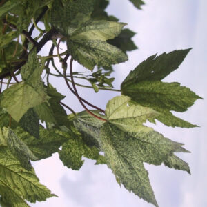 Acer pseudoplatanus Leopoldii
