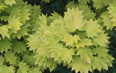 Acer shirasawanum Aureum