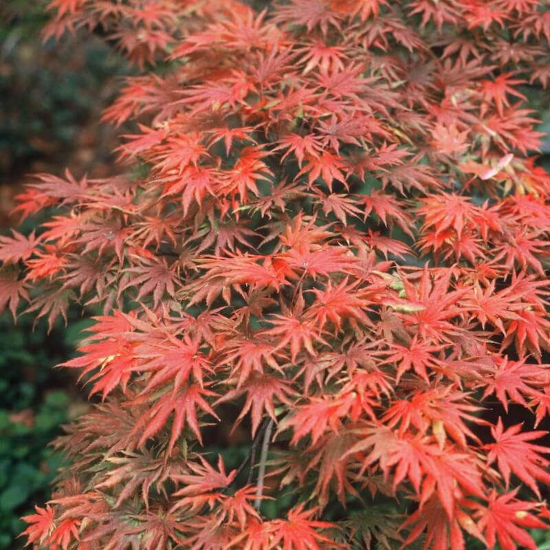 Acer shirasawanum Palmatifolium Autumn Colour Acer shirasawanum Palmatifolium Autumn Colour