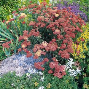 Achillea Paprika